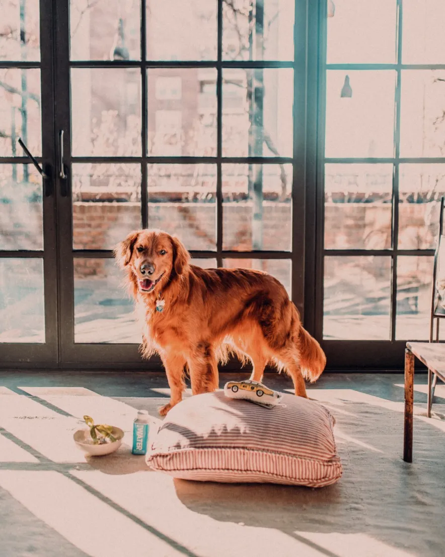 Golden Retriever inside the TriBeCa Penthouse at the Greenwich Hotel.