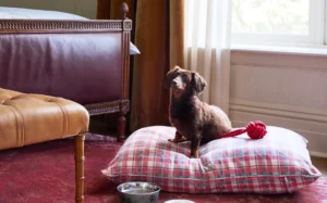 A small dog on a complimentary dog bed with food bowls in front of a bed