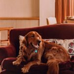 New York City pet friendly hotel