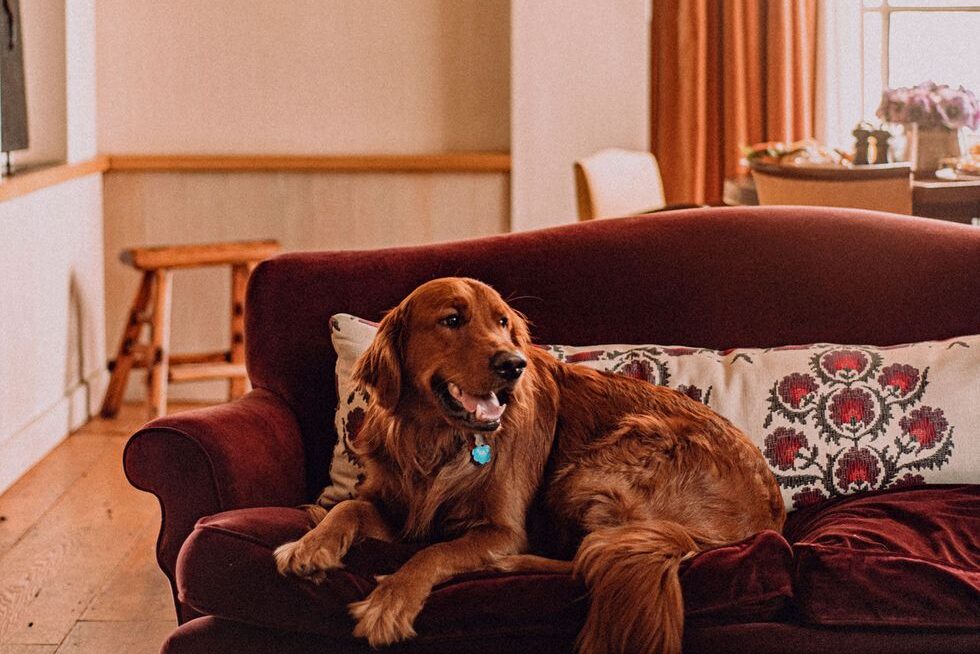 Pet-Friendly Hotel in New York City