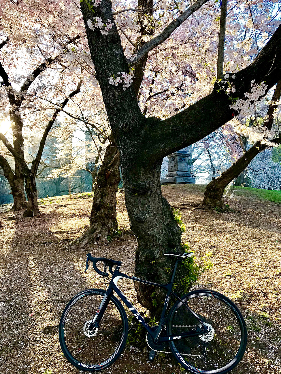 A bike leaning a against a tree in the park