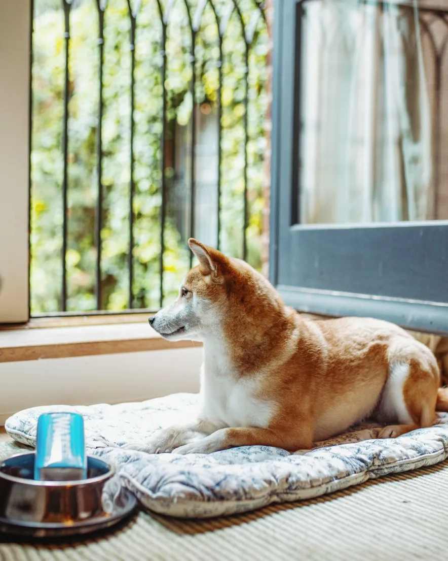 Shiba Inu laying on a complementary dog bed at the greenwich hotel